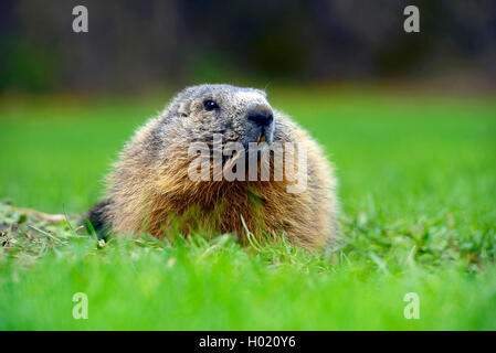 Marmotte des Alpes (Marmota marmota), assis dans un pré, France, Parc National des Ecrins Banque D'Images