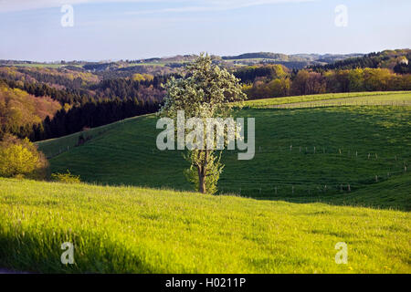 Seul arbre dans un pré de l'Oberbergisches Land au printemps, l'Allemagne, en Rhénanie du Nord-Westphalie, région du Bergisches Land, Hueckeswagen Banque D'Images