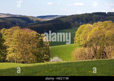 Paysage vallonné de l'Oberbergisches Land au printemps, l'Allemagne, en Rhénanie du Nord-Westphalie, région du Bergisches Land, à Lindlar Banque D'Images