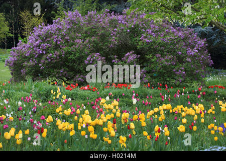 Le lilas commun (Syringa vulgaris), lilas et tulipes au jardin, Allemagne Banque D'Images