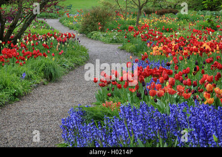 Jardin commun tulip (Tulipa Gesneriana), tulipes et hyacinthes dans un parc, Allemagne Banque D'Images