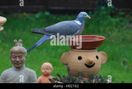 Pigeon ramier (Columba palumbus), siège au jardin décoration, Allemagne Banque D'Images