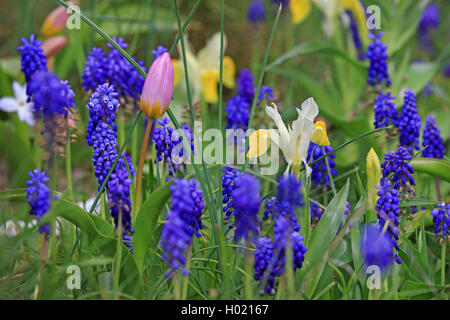 Le maïs, l'iris iris (IRIS bucharica), avec la floraison des tulipes et muscaris Banque D'Images