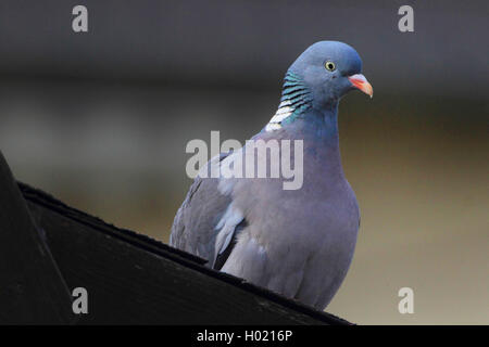 Pigeon ramier (Columba palumbus), est assis sur un toit, Allemagne Banque D'Images