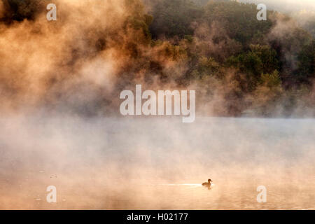 Canard sur rivière Ruhr dans le brouillard du matin, l'Allemagne, en Rhénanie du Nord-Westphalie, Ruhr, Witten Banque D'Images