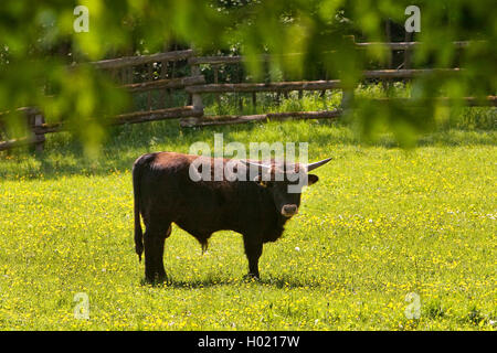 Bovins Heck (Bos primigenius f. taurus), ox debout sur un pâturage, Allemagne, Rhénanie du Nord-Westphalie Banque D'Images