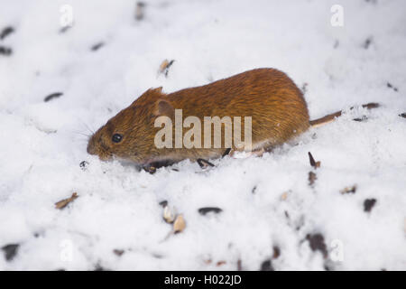 Campagnol roussâtre (Clethrionomys glareolus, Myodes glareolus), dans la neige, Allemagne Banque D'Images