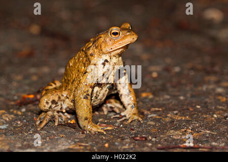 European crapaud commun (Bufo bufo), se trouve sur un chemin, Allemagne Banque D'Images