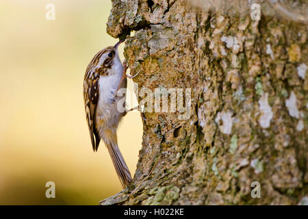 Bruant commun (Certhia familiaris), à la recherche de la nourriture à un tronc d'arbre, vue latérale, Allemagne Banque D'Images