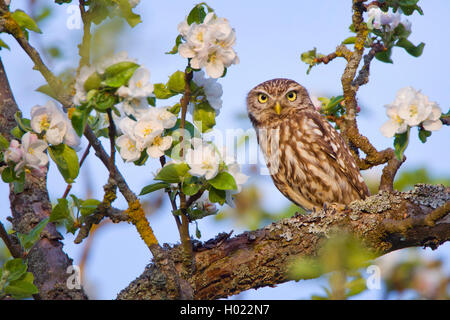 Steinkauz, Stein-Kauz (Athene noctua), sitzt auf einem bluehendem Ast, Deutschland, Bade-wurtemberg | chouette chevêche (Athene noct Banque D'Images