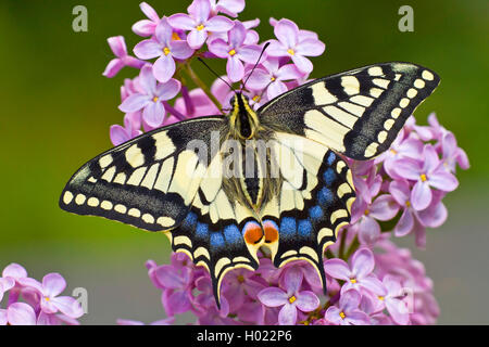 Papilio machaon), sur Syringa vulgaris, Allemagne, Bade-Wurtemberg Banque D'Images