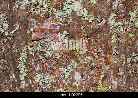 Hawk-moth peuplier, peuplier Laothoe populi (sphynx, Sphinx populi), sur l'écorce des arbres couverts de lichens, Suède Banque D'Images