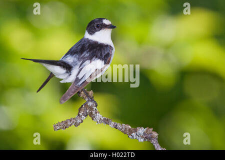 Moucherolle à collier (Ficedula albicollis), homme assis sur un lichened branch, side view, Allemagne Banque D'Images