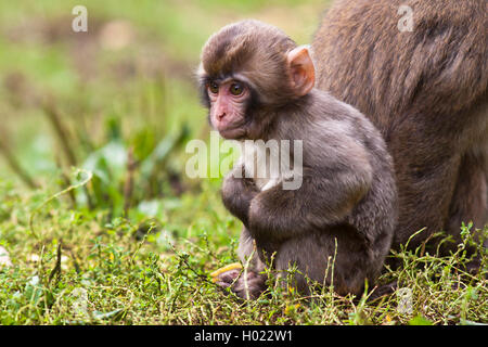 Macaque japonais, snow monkey (Macaca fuscata), pup dans un pré Banque D'Images