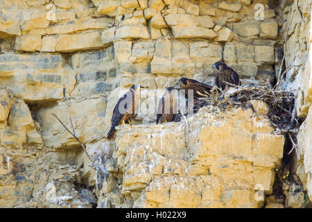 Le faucon pèlerin (Falco peregrinus), dans le nid, squeeker Allemagne Banque D'Images