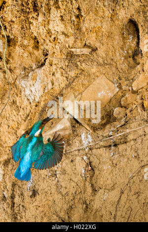 River Kingfisher (Alcedo atthis), homme approchant le trou de nidification, Allemagne Banque D'Images