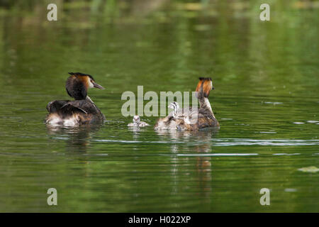 Grèbe huppé (Podiceps cristatus), sur un étang, Allemagne Banque D'Images