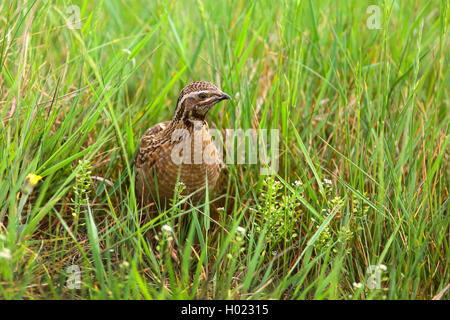 Caille commune (Coturnix coturnix), assis dans un pré, Allemagne Banque D'Images