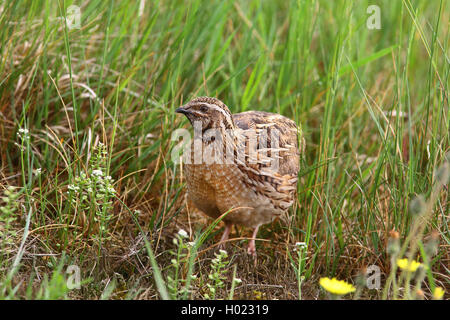 Caille commune (Coturnix coturnix), assis dans un pré, Allemagne Banque D'Images