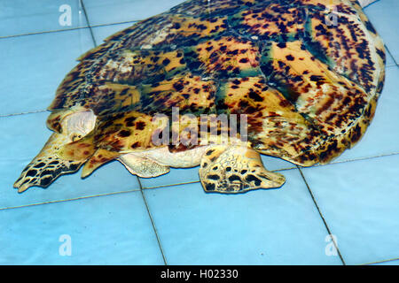 La tortue imbriquée, la tortue imbriquée (Eretmochelys imbricata), grâce à une hélice de bateau produites au turtle shell, l'INDONÉSIE, Bali Banque D'Images