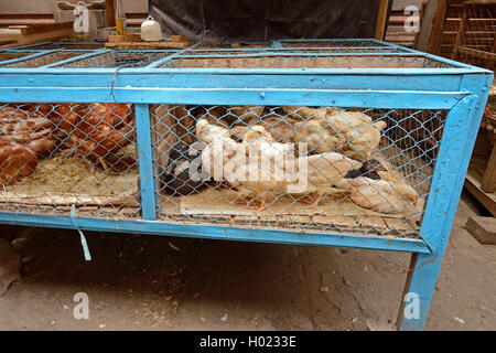 Les oiseaux domestiques (Gallus gallus f. domestica), les volailles et les canards en vente sur le marché, l'INDONÉSIE, Bali, Seririt Banque D'Images