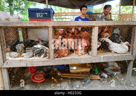 Les oiseaux domestiques (Gallus gallus f. domestica), les volailles et les canards en vente sur le marché de Seririt, INDONÉSIE, Bali, Seririt Banque D'Images