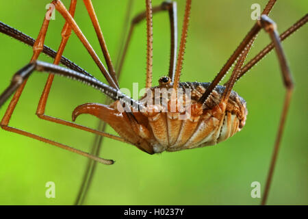 Daddy longleg, harvestman commun (Phalangium opilio), détail, Allemagne Banque D'Images