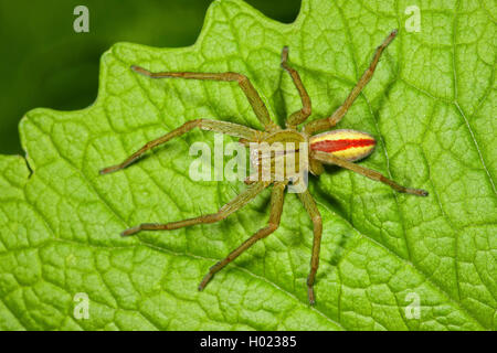 Green Spider Green Spider, Huntsman (Micrommata virescens, Micrommata rosea, Micrommata roseum, Micrommata viridissima), homme, Allemagne Banque D'Images