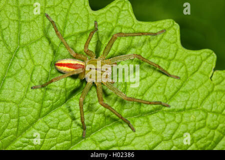 Green Spider Green Spider, Huntsman (Micrommata virescens, Micrommata rosea, Micrommata roseum, Micrommata viridissima), homme, Allemagne Banque D'Images