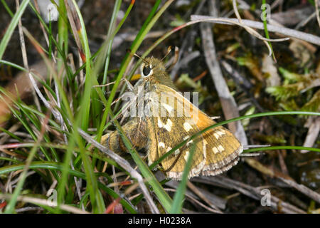 Silver-spotted skipper, skipper de marque commune, herbe holarctique (virgule), femelle pond des œufs, Allemagne Banque D'Images