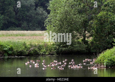 Bernache du Canada (Branta canadensis), la bernache du Canada sur la Ruhr, en Allemagne, en Rhénanie du Nord-Westphalie, région de la Ruhr, à Essen Banque D'Images