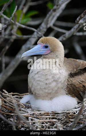 Fou à pieds rouges (Sula sula), brown, forme avec chick sur le nid, l'Équateur, Îles Galápagos, Genovesa Banque D'Images