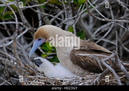 Fou à pieds rouges (Sula sula), brown, forme avec chick sur le nid, l'Équateur, Îles Galápagos, Genovesa Banque D'Images