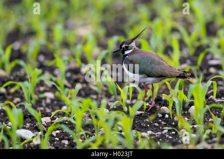 Le nord de sociable (Vanellus vanellus), dans un champ de maïs , Allemagne, Bavière, Erdinger Moos Banque D'Images