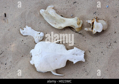 Lion de mer Galapagos (Zalophus californianus wollebaeki, Zalophus wollebaeki), du crâne et des os sur la plage, l'Équateur, Îles Galápagos, Santa Fe Banque D'Images