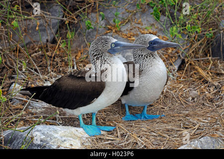 Fou à pieds bleus (Sula nebouxii), couple, hommes et femmes se tenant ensemble, l'Équateur, Îles Galápagos, Espanola Banque D'Images