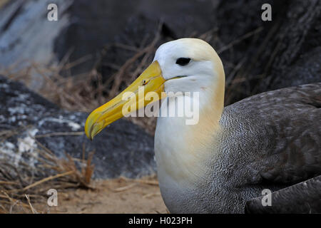 Albatros des Galapagos, Albatros (Diomedea irrorata, Phoebastria irrorata), portrait, vue de côté, l'Équateur, Îles Galápagos, Espanola Banque D'Images