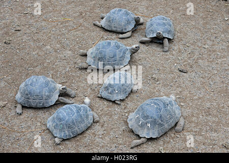 Galapagos tortue, tortue géante des Galapagos (Geochelone nigra, Chelonodis elephantopus, Geochelone nigra, Testudo elephantopus elephantopus, Chelonoides), les jeunes tortues Galapagos dans une station d'élevage, de l'Équateur, Îles Galápagos, Isabela, Puerto Villamil Banque D'Images