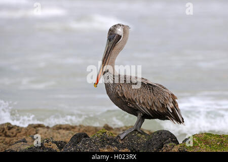 Pélican brun (Pelecanus occidentalis), sur un rocher au bord de la mer, de l'Équateur, Îles Galápagos, Isabela Banque D'Images