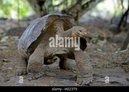 Galapagos tortue, tortue géante des Galapagos (chathamensis) (Chelonodis nigra chathamensis, Geochelone elephantopus chathamensis, Geochelone nigra chathamensis, Testudo elephantopus elephantopus Chelonoides chathamensis, chathamensis), marche à pied, de l'Équateur, Îles Galápagos, San Cristobal Banque D'Images