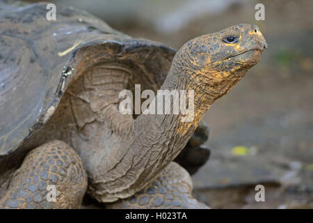 Galapagos tortue, tortue géante des Galapagos (chathamensis) (Chelonodis nigra chathamensis, Geochelone elephantopus chathamensis, Geochelone nigra chathamensis, Testudo elephantopus elephantopus Chelonoides chathamensis, chathamensis), portrait, Équateur, Îles Galápagos, San Cristobal Banque D'Images