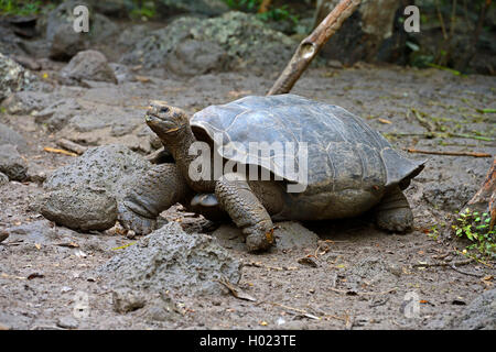 Galapagos tortue, tortue géante des Galapagos (chathamensis) (Chelonodis nigra chathamensis, Geochelone elephantopus chathamensis, Geochelone nigra chathamensis, Testudo elephantopus elephantopus Chelonoides chathamensis, chathamensis), l'alimentation, de l'Équateur, Îles Galápagos, San Cristobal Banque D'Images