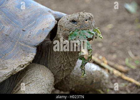 Galapagos tortue, tortue géante des Galapagos (chathamensis) (Chelonodis nigra chathamensis, Geochelone elephantopus chathamensis, Geochelone nigra chathamensis, Testudo elephantopus elephantopus Chelonoides chathamensis, chathamensis), l'alimentation, de l'Équateur, Îles Galápagos, San Cristobal Banque D'Images