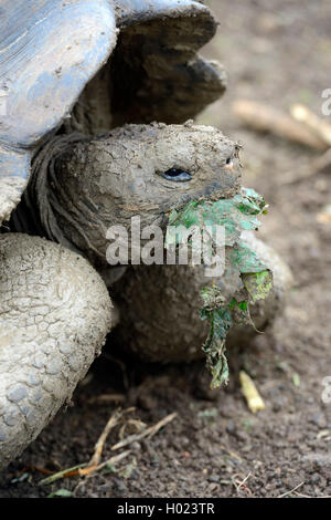 Galapagos tortue, tortue géante des Galapagos (chathamensis) (Chelonodis nigra chathamensis, Geochelone elephantopus chathamensis, Geochelone nigra chathamensis, Testudo elephantopus elephantopus Chelonoides chathamensis, chathamensis), l'alimentation, de l'Équateur, Îles Galápagos, San Cristobal Banque D'Images