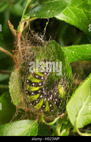 Petit papillon, de l'empereur (empereur Saturnia pavonia, Eudia pavonia Pavonia pavonia), Caterpillar, la rotation d'un cocon, Allemagne Banque D'Images