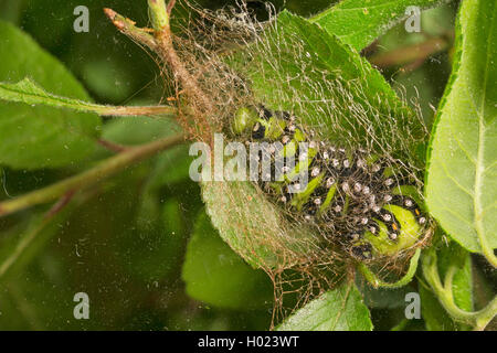 Petit papillon, de l'empereur (empereur Saturnia pavonia, Eudia pavonia Pavonia pavonia), Caterpillar, la rotation d'un cocon, Allemagne Banque D'Images