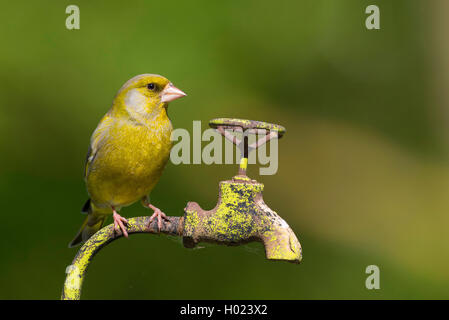 Verdier d'Europe (Carduelis chloris), homme assis sur un robinet dans le jardin, Allemagne Banque D'Images