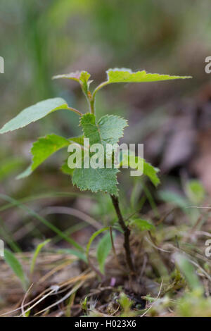 Bouleau commun, le bouleau verruqueux, bouleau blanc européen, le bouleau blanc (Betula pendula, Betula alba), jeune plante, Allemagne Banque D'Images