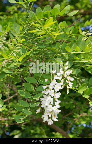 Le robinier, criquet commun, le robinier (Robinia pseudo-acacia, Robinia pseudoacacia, Robinia pseudacacia), Direction générale de la floraison, Allemagne Banque D'Images