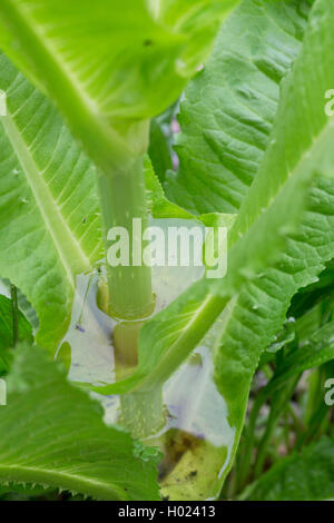 Cardère sauvage, cardère à foulon, cardère commun, commun teazle (Dipsacus fullonum, Dipsacus sylvestris), l'eau dans l'aisselle, phytotelme congé, Allemagne Banque D'Images